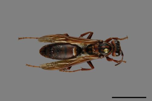 Polistes jokahamae[果馬蜂][00074368]