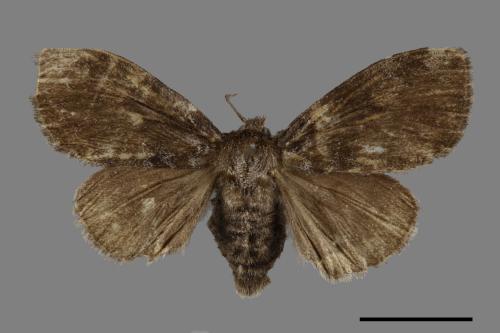 Ilema kosemponica[甲仙毒蛾][00055266]