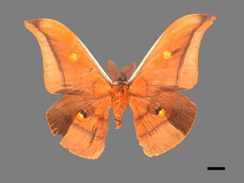 Antheraea formosana[紅目天蠶蛾][00016236]