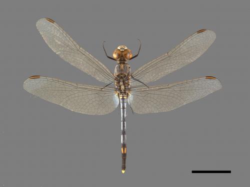 Diplacodes trivialis[侏儒蜻蜓][00103557]