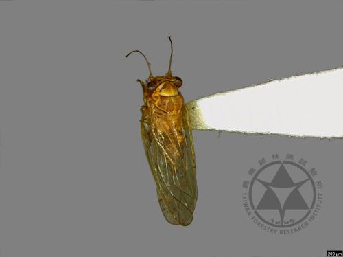 <已分類>Family：Psyllidae[木蝨科][00078166]