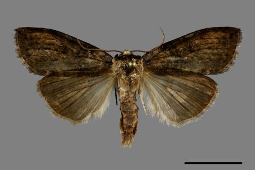 Horipsestis aenea[藹環波紋蛾][00092051]