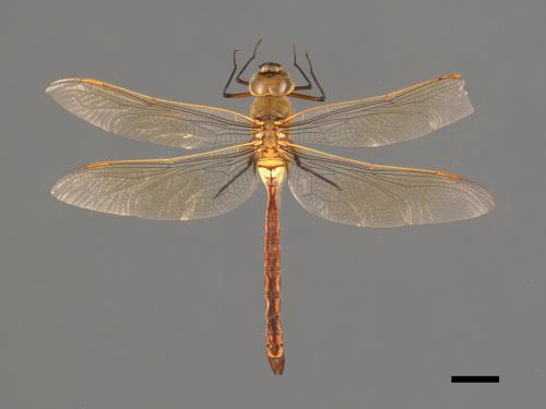 Anax parthenope julius[綠胸晏蜓][00103093]