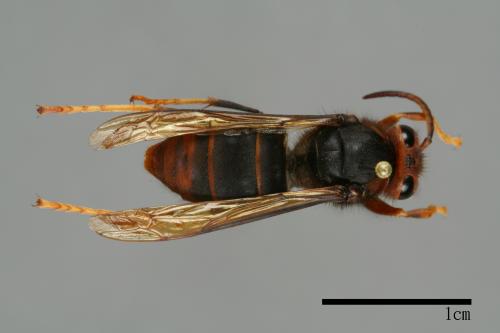 Vespa velutina[黃腳虎頭蜂][00096138]