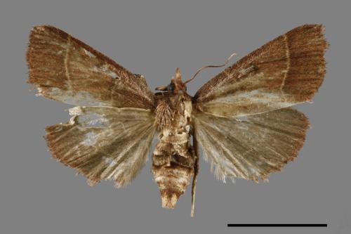 <已分類>Genus：Herculia[00055934]
