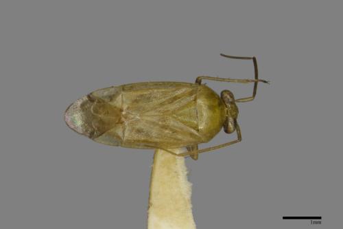 <已分類>Family：Miridae[盲椿象科][00079847]