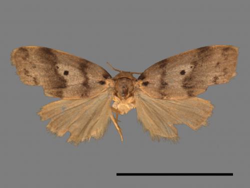 Eugoa grisea[雙點良苔蛾][00056248]