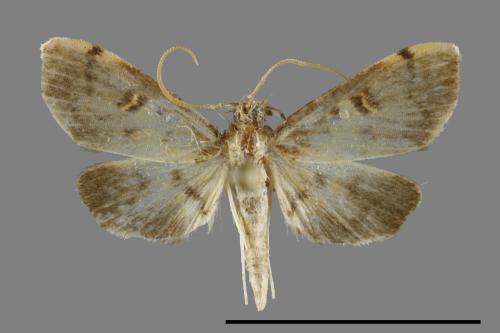 <已分類>Family：Crambidae[草螟科][00091843]