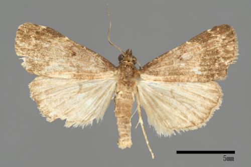<已分類>Family：Noctuidae[夜蛾科][00011105]