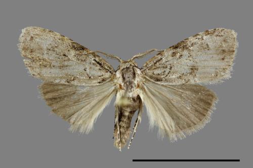 <已分類>Family：Noctuidae[夜蛾科][00092016]
