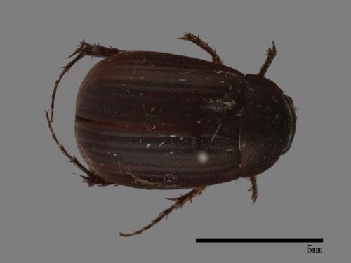 <已分類>Family：Scarabaeidae[金龜子科][00026307]