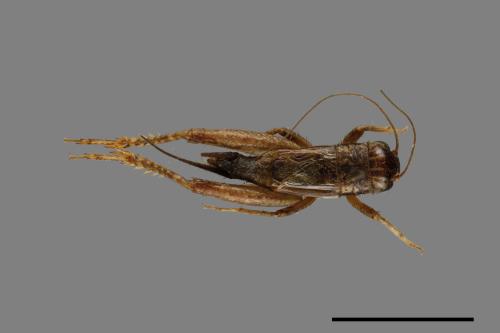 <已分類>Family：Gryllidae[蟋蟀科][00054153]