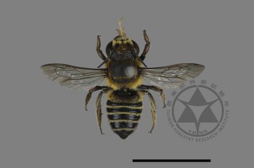 Megachile taiwanicola[台灣切葉蜂][00178988]