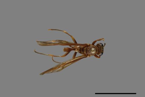 Parapolybia varia[變側異腹胡蜂][00078635]