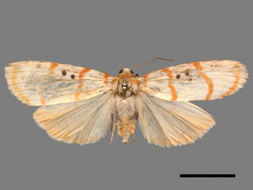 Cyana subalba[蘇雪苔蛾][00059626]