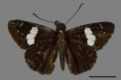 Notocrypta curvifascia[黑挵蝶][00101503]