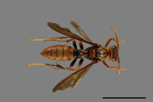 Polistes jokahamae[果馬蜂][00072832]