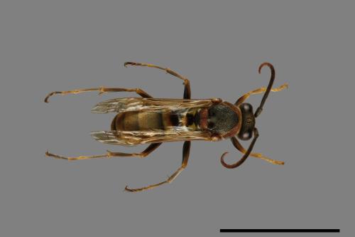 Polistes takasagonus[雙斑長腳蜂][00072668]