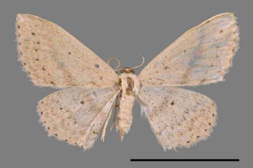 <已分類>Genus：Scopula[00024028]
