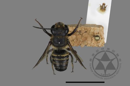 <已分類>Genus：Megachile[切葉蜂屬][00197074]