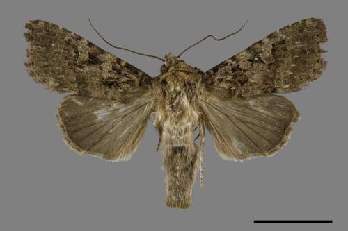 Apospasta rantaizanensis[巒大山夜蛾][00091617]
