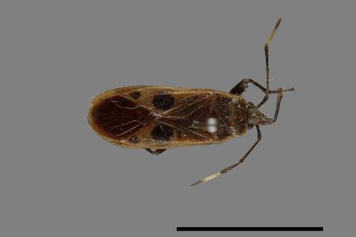 Physopelta parviceps[東亞斑紅椿][00026445]