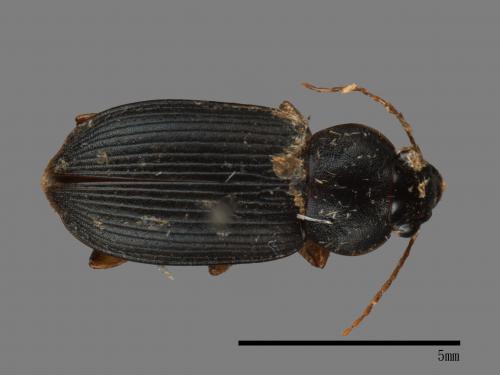 <已分類>Family：Carabidae[步行蟲科][00026399]