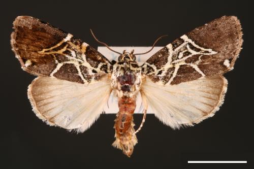 Lophonycta neoconfusa[新交蘭紋夜蛾][00002902]