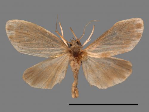 Parasiccia limbata[00037123]