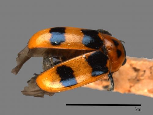 <已分類>Family：Chrysomelidae[金花蟲科][00082871]