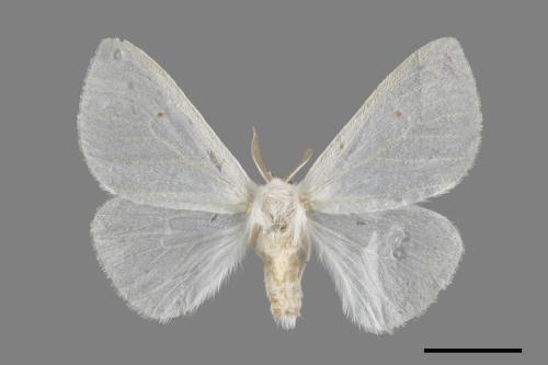 Arctornis cygna[小點白毒蛾][00071051]