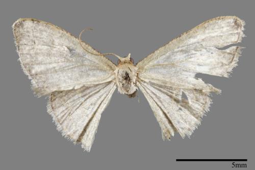 <已分類>Genus：Idaea[00033380]