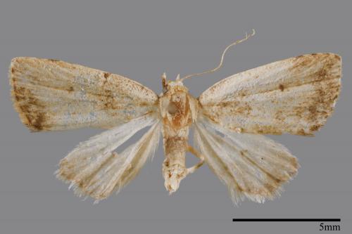 <已分類>Family：Noctuidae[夜蛾科][00008389]