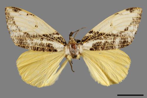 Locharna strigipennis[00056304]