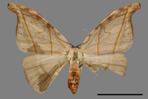 Nordstroemia semililacina[黑點雙帶鉤蛾][00053692]