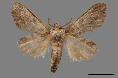 Syntypistis subgeneris subgeneris[淡紋舟蛾][00058044]