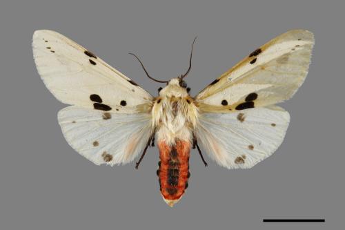 Spilarctia alba kikuchii[淨雪燈蛾][00071356]