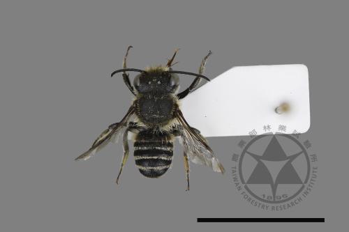 <已分類>Genus：Megachile[切葉蜂屬][00197137]