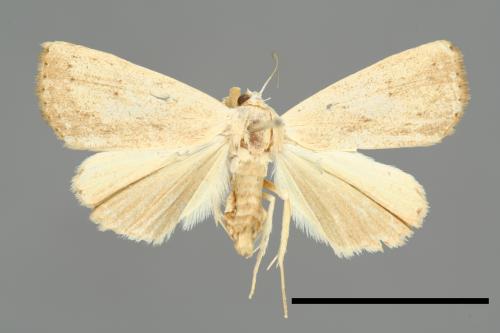 Rivula leucanioides[00008443]