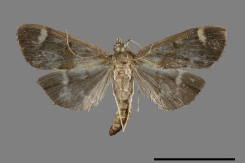 <已分類>Family：Crambidae[草螟科][00069942]