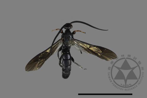 <已分類>Family：Ichneumonidae[姬蜂科][00196251]