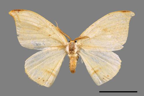 Callidrepana patrana[五倍樹鉤蛾][00039862]