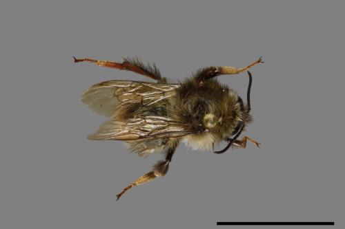 Bombus sonani[楚南熊蜂][00074702]