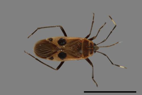 Physopelta parviceps[東亞斑紅椿][00041941]