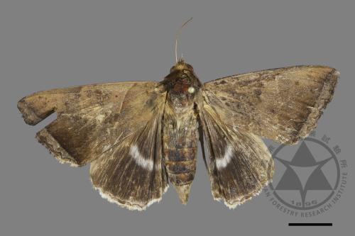 <已分類>Family：Noctuidae[夜蛾科][00090744]