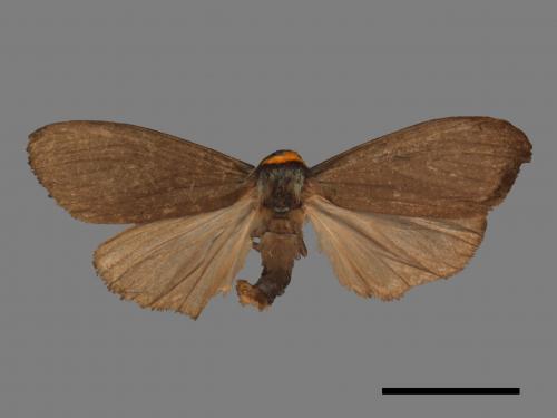 Paraona staudingeri[烏閃苔蛾][00057624]