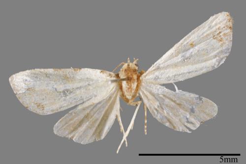<已分類>Family：Noctuidae[夜蛾科][00008344]