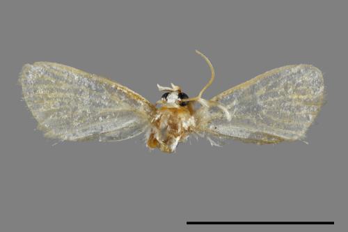 <已分類>Genus：Euproctis[00047699]