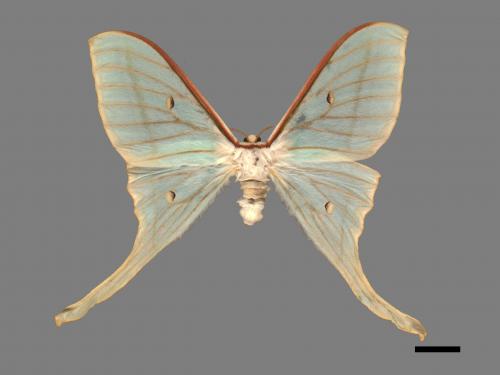 Actias selene ningpoana[長尾水青蛾][00016357]