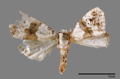 Maliattha signifera[00009311]